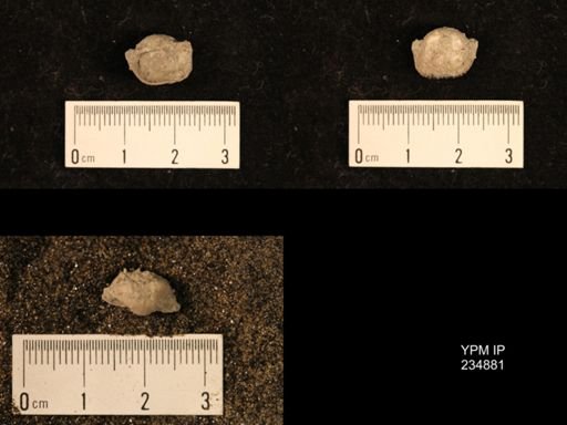 Marginifera fragilis