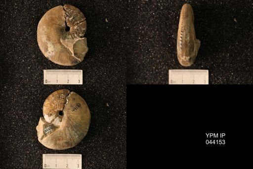 Hoploscaphites nicolletii