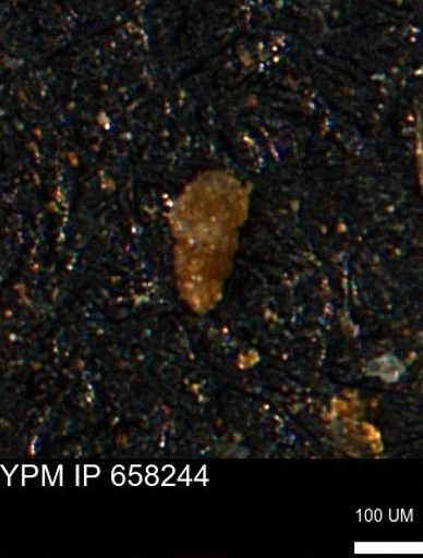 Verneuilinoides kansasensis