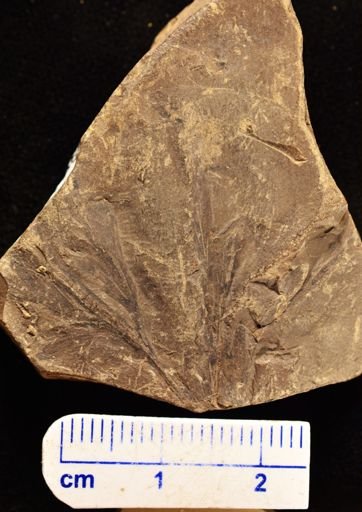 Thyrsopteris insignis