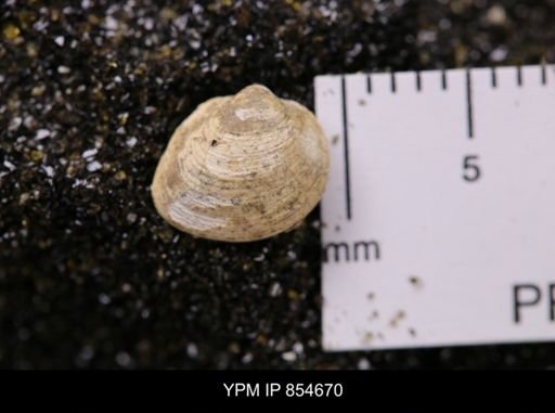 Limopsis striatopunctatus