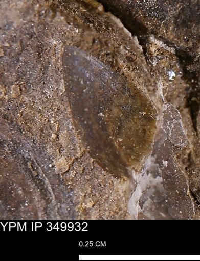 undet. Bivalvia