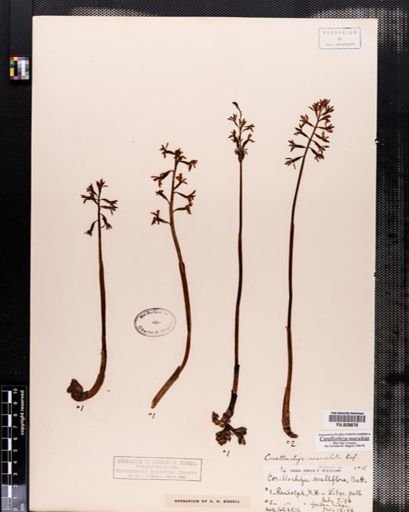 Corallorrhiza