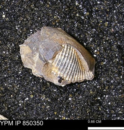 Limopsis striatopunctatus