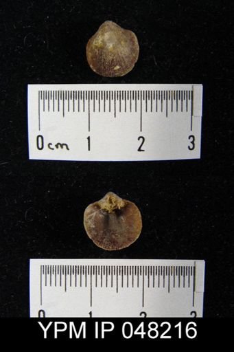 Parmorthis brownsportensis