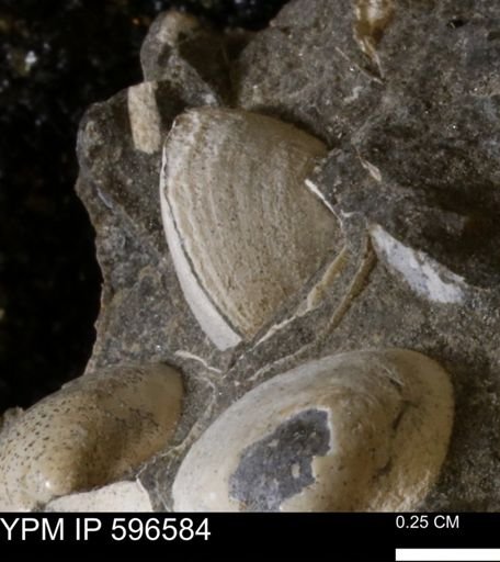 Limopsis striatopunctatus