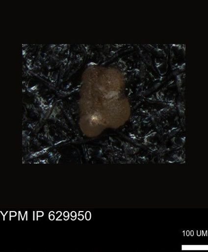 undet. Foraminiferida