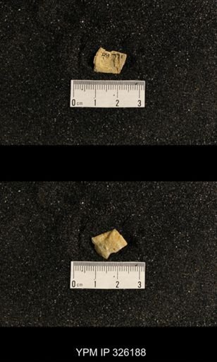 Neochonetes sp.