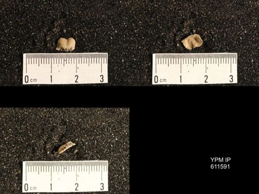 Lissochonetes sp.