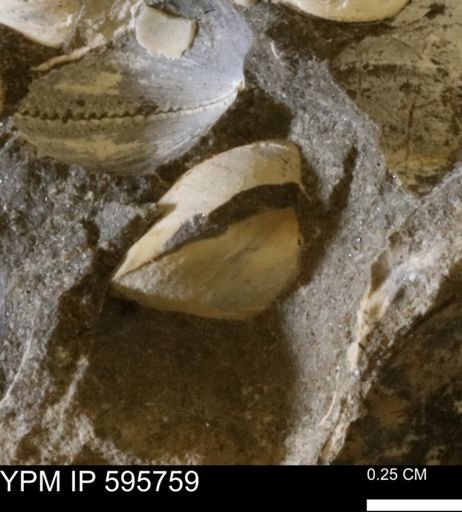 Protocardia sp.