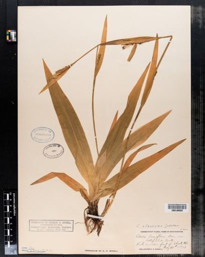 Carex albursina