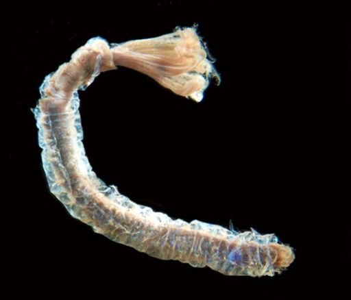 Metachone mollis