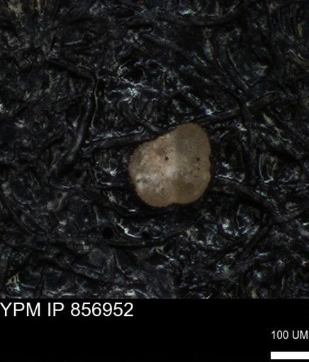 undet. Foraminiferida