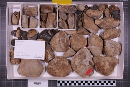 mixed taxa, stratigraphic collection