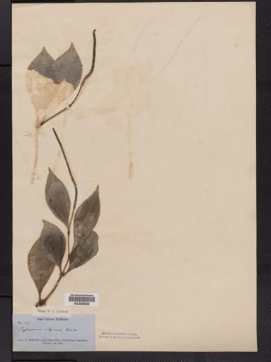 Peperomia pseudopereskiifolia