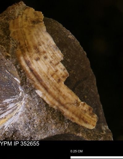 undet. Bivalvia