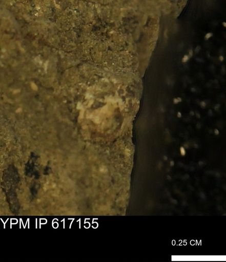 undet. Mollusca