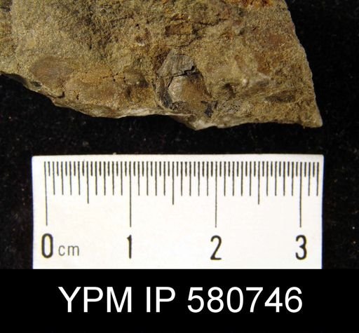 undet. Linguloidea