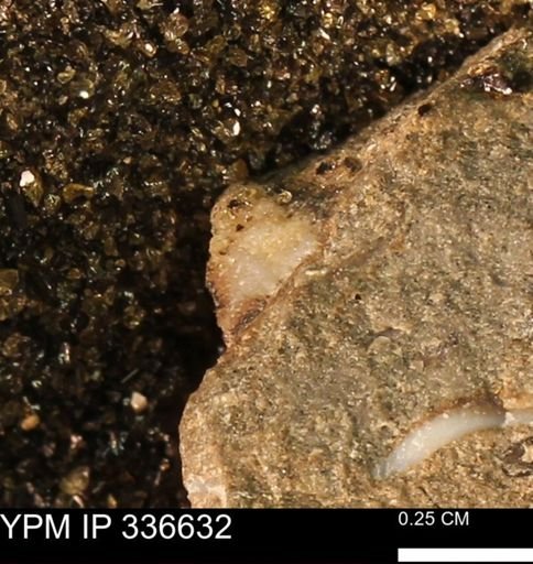 undet. Mollusca