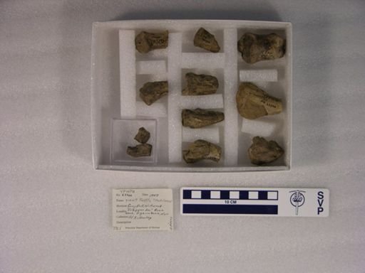 Hadrianus?