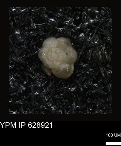 undet. Foraminiferida