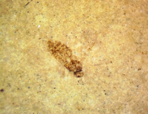 undet. Diptera