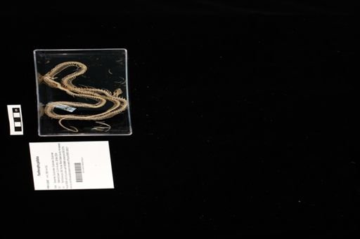 Pantherophis guttatus
