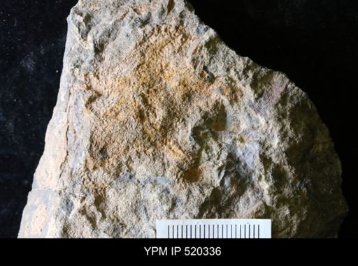 undet. Asterozoa