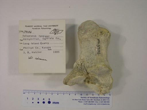 Teleoceras fossiger