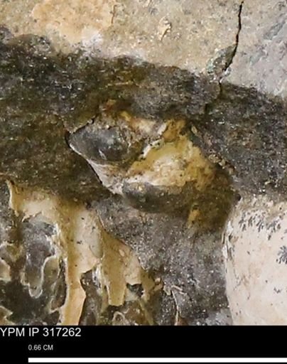 undet. Bivalvia