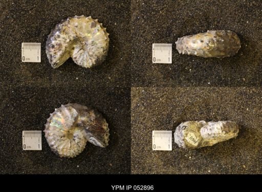Discoscaphites gulosus