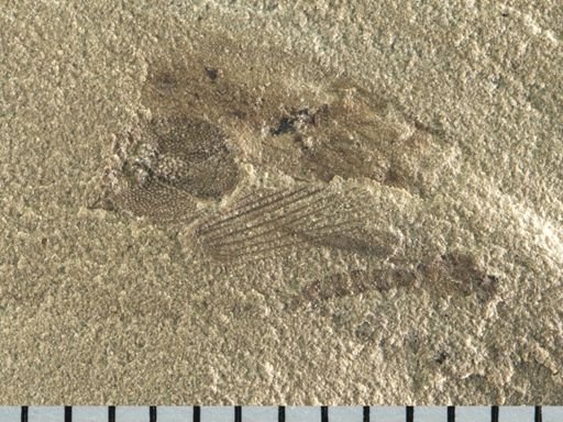 undet. Insecta