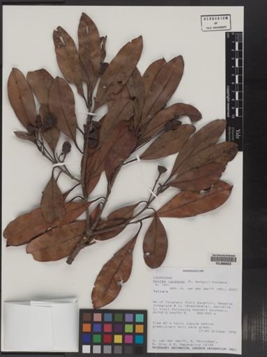 Plantae