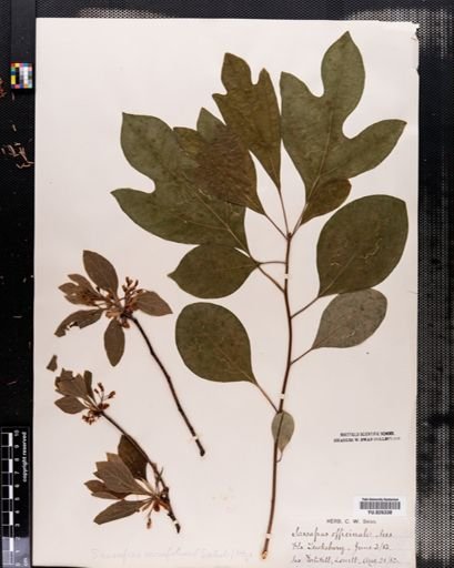 Sassafras albidum