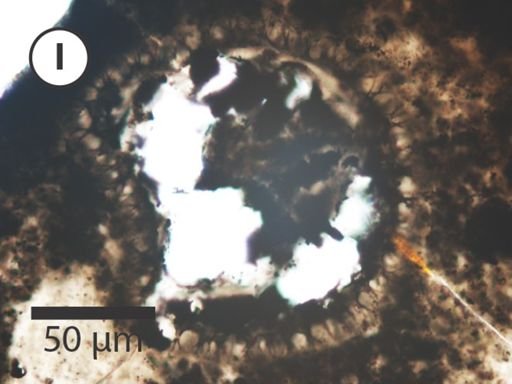 Variomargosphaeridium gracile