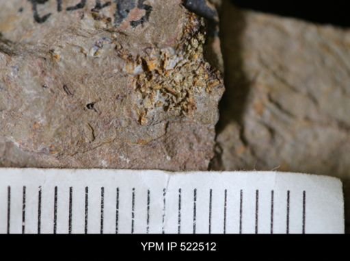 undet. Asterozoa