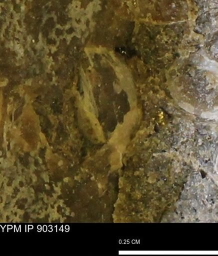 undet. Bivalvia