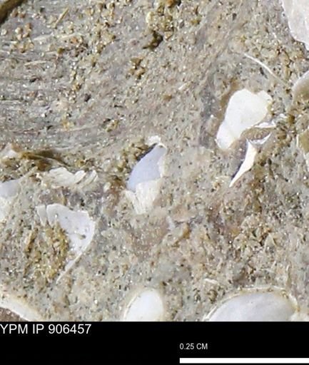 undet. Mollusca