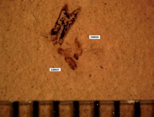 Diptera?