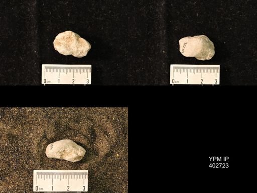 undet. Productidae