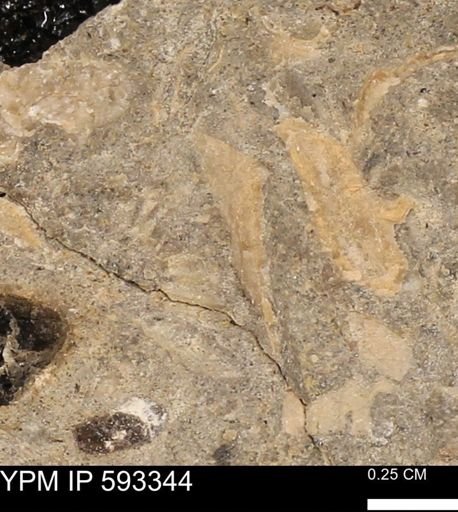 undet. Bivalvia