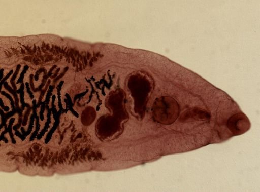 Dicrocoelium dendriticum