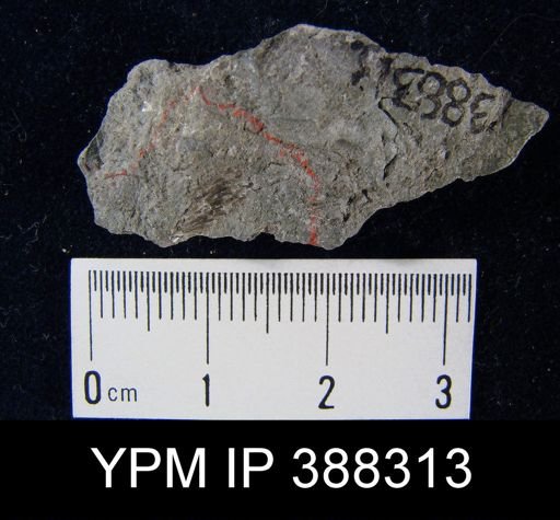Spirifer cameratus