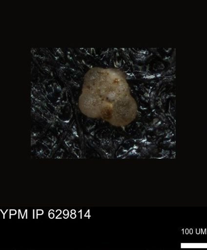 undet. Foraminiferida