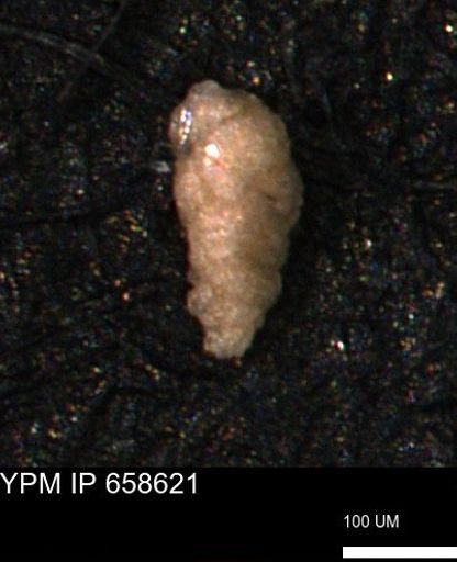 undet. Foraminiferida