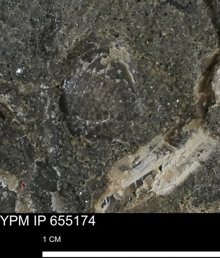 Bivalvia