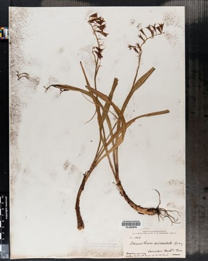 Stenanthium