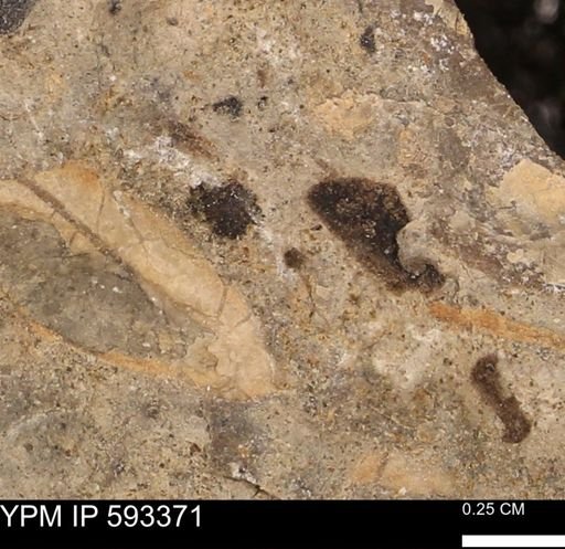 taxon undetermined
