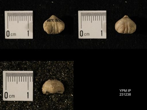 Wellerella osagensis