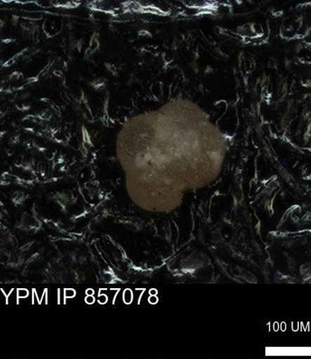 undet. Foraminiferida